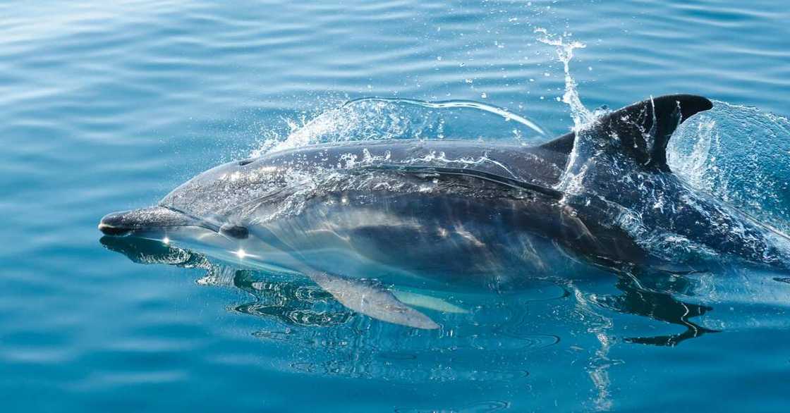 A black dolphin in a body of water