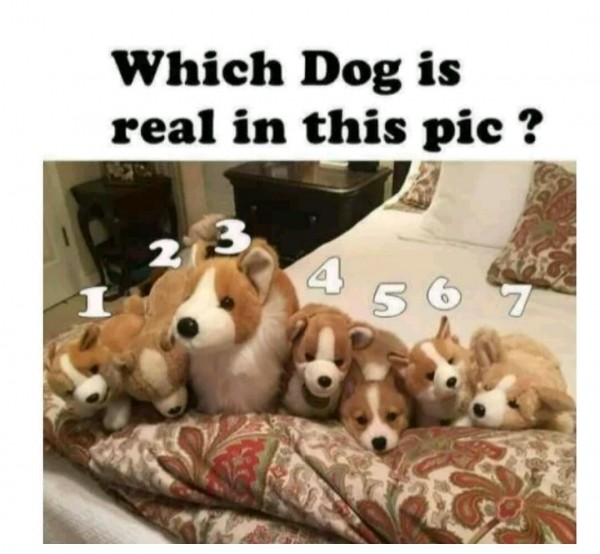 Identify The Dog That Is Real In The Pics