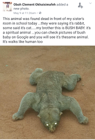 See The Weird Animal That Was Found In A Student's Hostel In Edo