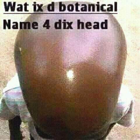 Crack Your Ribs!!! Give This Head A Botanical Name