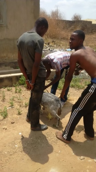 Man Steals Goat In Order To Raise Money To Buy JAMB Form