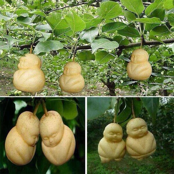 Plant Called Monkey Orchids, What Do You Have To Say About This Creation