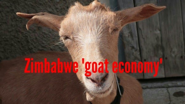 Wonders!!! Zimbabwe Now Accepts Goats As Tuition Fee