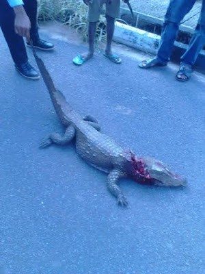 This Animal was killed inside UNIZIK, Awka