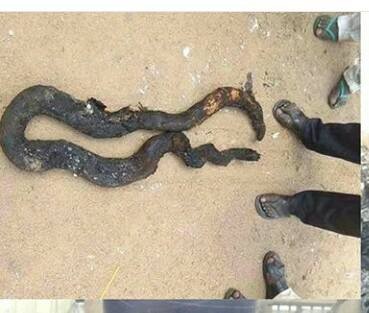 See The Python Roasted In FCT College Of Education Fire Incident