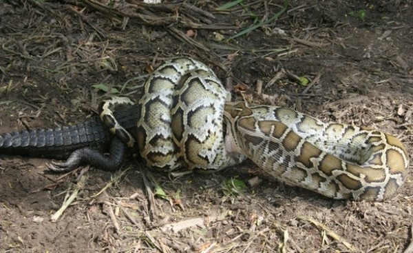 See The Huge Python That Was Killed At Uniport School Hostel