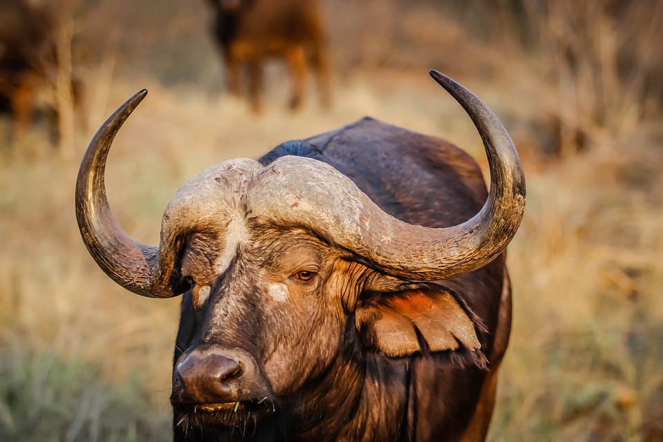 Top 20 Tallest Animals in the World Alive year 11