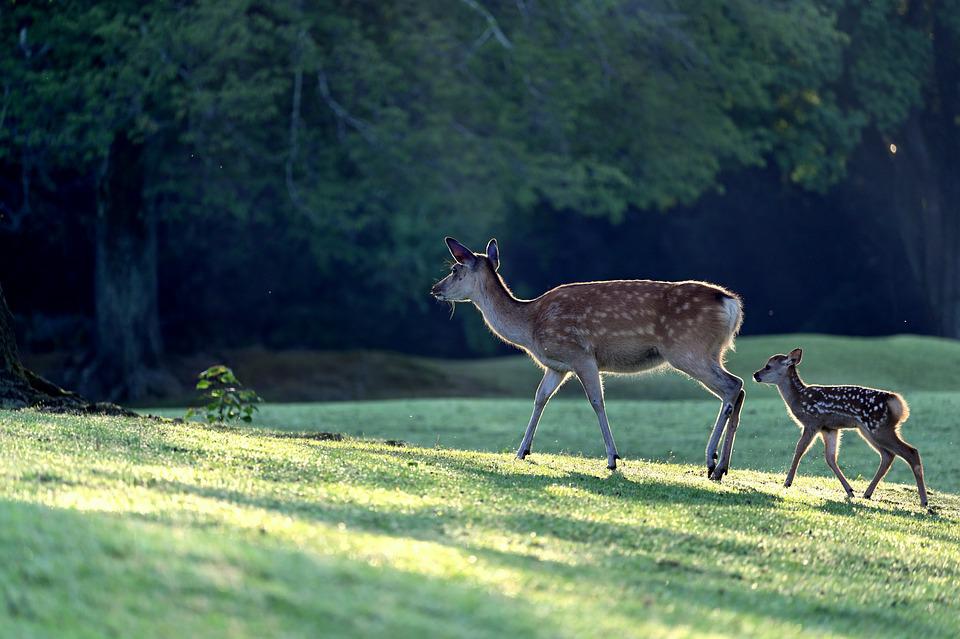 Top 20 Tallest Animals in the World Alive year 13