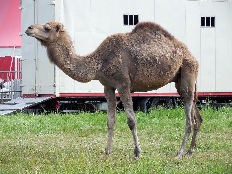 Top 20 Tallest Animals in the World Alive year 7