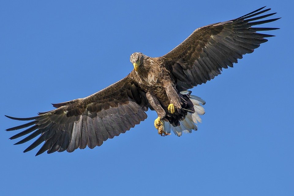 Strongest bird in the world