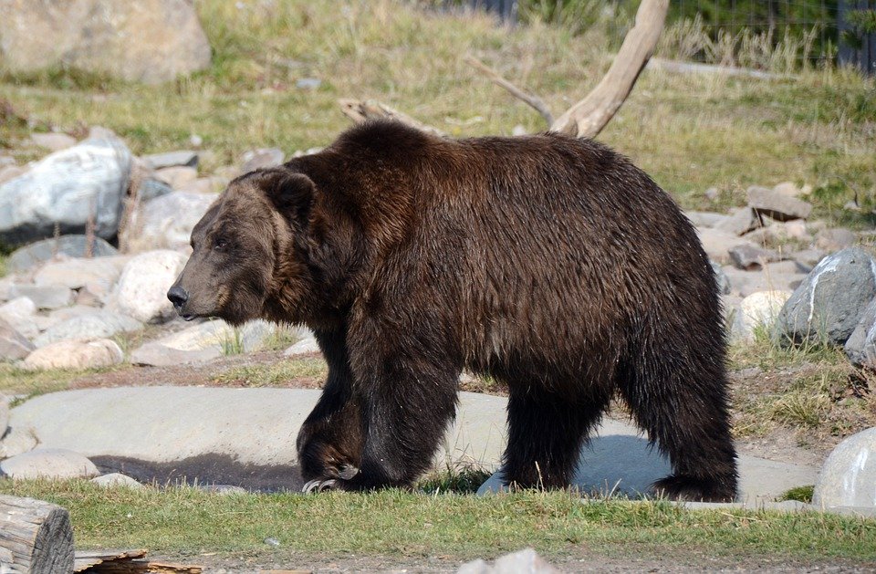 10 Strongest Animals in the World on Land and Air 2