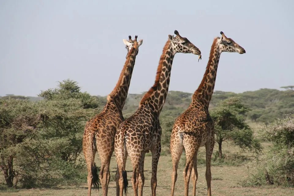 Top 20 Tallest Animals In The World Alive (2024)