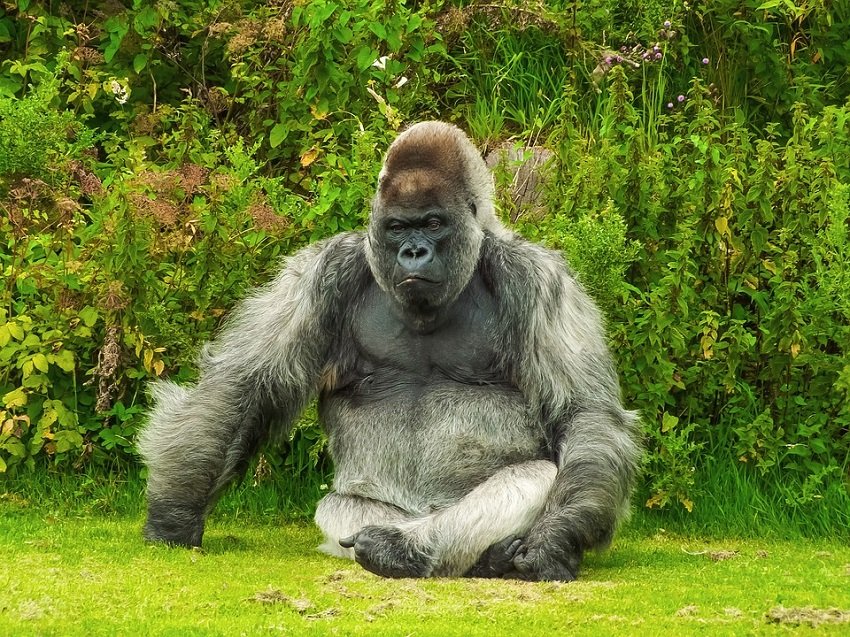 Gorilla