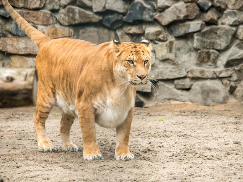 Tallest animals in the world