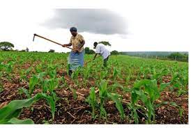 List of Schools In Nigeria Offering Crop Production Cut Off Mark Their Admission Requirements 1