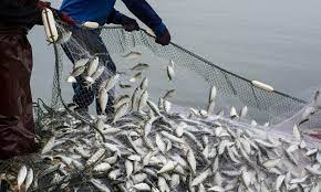 List of Schools In Nigeria Offering Fisheries and Aquaculture Cut Off Mark Their Admission Requirements 1