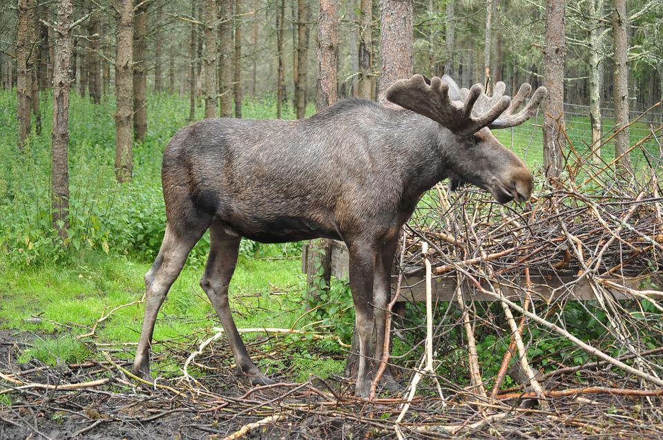 Top 20 Tallest Animals in the World Alive year 4