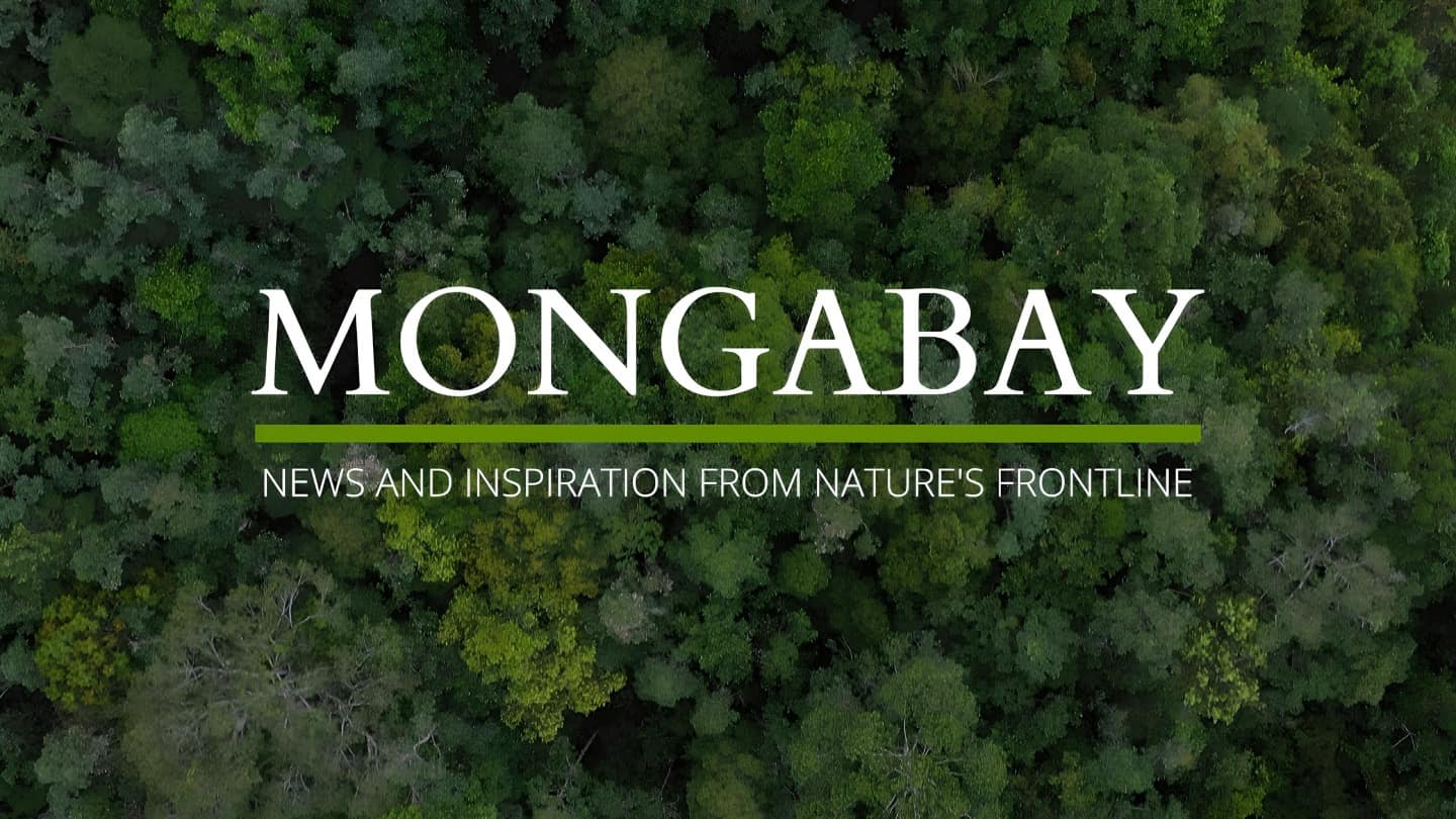 Apply for The Mongabay Internship Program 2024