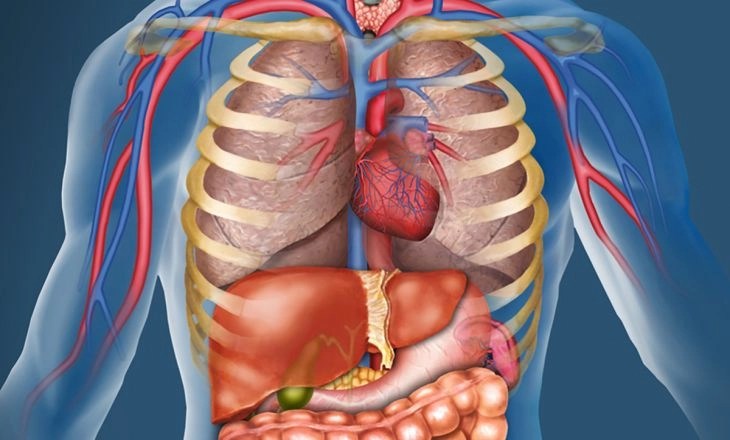 O’Level And UTME/DE Subjects Combination For Human Anatomy