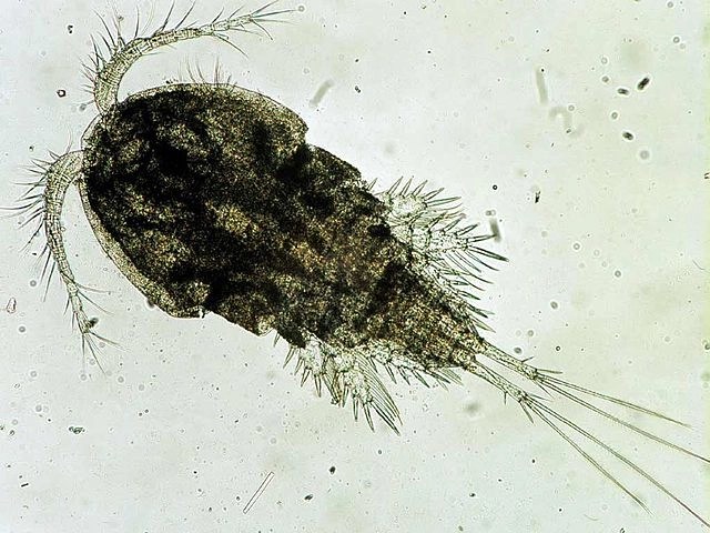 O’Level And UTME/DE Subjects Combination For Parasitology And Entomology