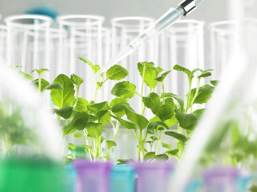 O’Level And UTME/DE Subjects Combination For Plant Science And Biotechnology