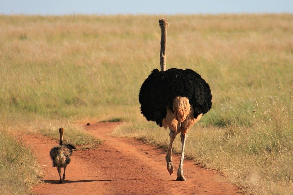 Top 20 Tallest Animals in the World Alive year 6