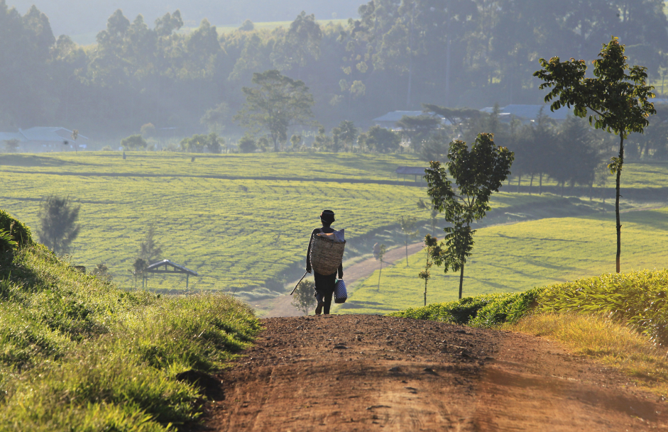 Reporting Rural Poverty and Agricultural Development Programme 2018