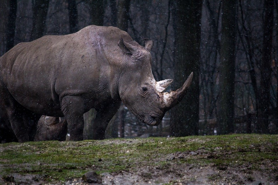 Top 20 Tallest Animals in the World Alive year 12