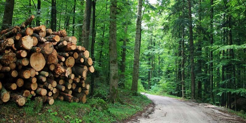 O'level And UTME/DE Subjects Combination For Forestry / Forest Resources Management