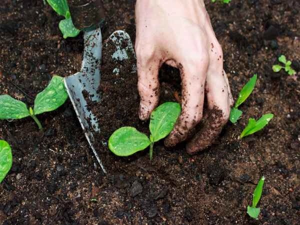 O'level And UTME/DE Subjects Combination For Soil Science