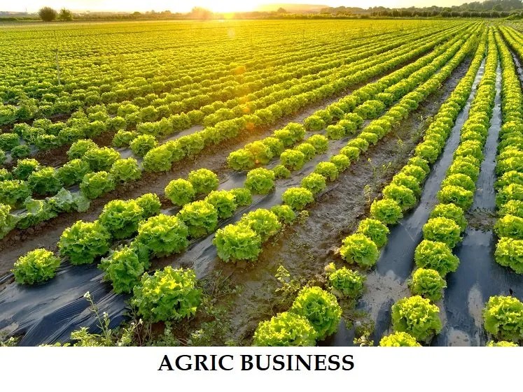 O'Level & UTME Subject Combination For Agric Business (2024)