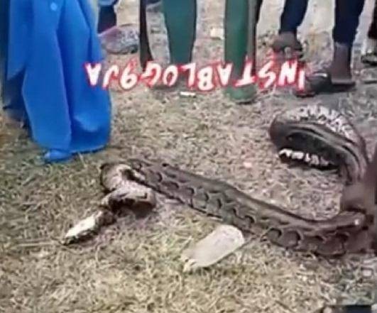 Python Attempts to Strangle OOU Agricultural Student During an experiment