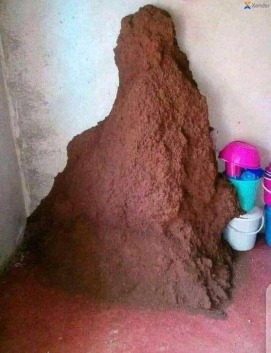 Giant termite mound occupies UNIZIK student's room