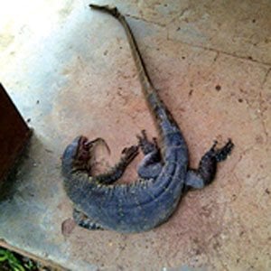 Poly Ibadan Students Discover Alligator in Hostel