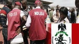 NDLEA to conduct a drug test on students, NYSC members, government appointees