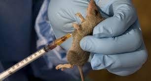 UNIZIK Student becomes First Lassa Fever Patient in Anambra State