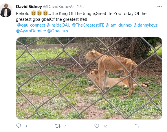 Malnourished and starved lions spotted at OAU and UI zoos