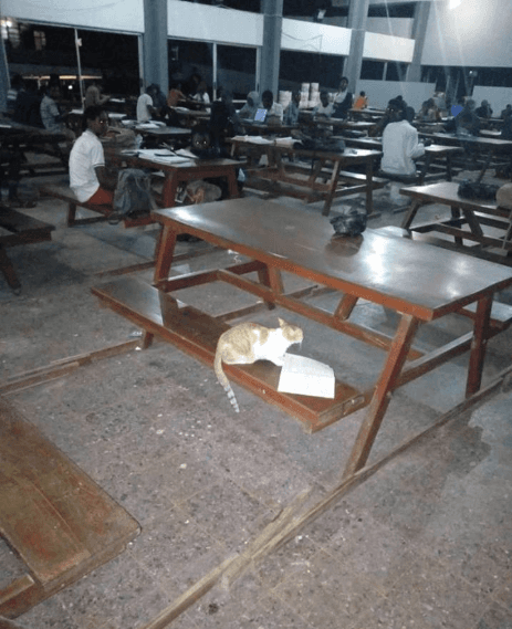 Cat Found Reading Amidst OAU Students